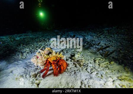 Eine adulte Einsiedlerkrabbe (Dardanus megistos), die bei einem Nachttauchgang am Arborek Reef, Raja Ampat, Indonesien, Südostasien, Asien, angetroffen wurde Stockfoto