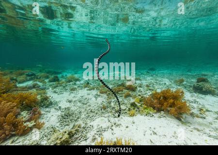 Ein erwachsener gebänderter Seekrait (Laticauda colubrina) vor der Insel Bangka, vor der nordöstlichen Spitze von Sulawesi, Indonesien, Südostasien, Asien Stockfoto