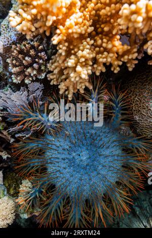 Ein erwachsener Dornenkrone-Seestern (Acanthaster planci) in den flachen Riffen vor Bangka Island, Indonesien, Südostasien, Asien Stockfoto