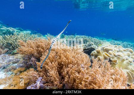 Ein erwachsener gebänderter Seekrait (Laticauda colubrina) vor der Insel Bangka, vor der nordöstlichen Spitze von Sulawesi, Indonesien, Südostasien, Asien Stockfoto