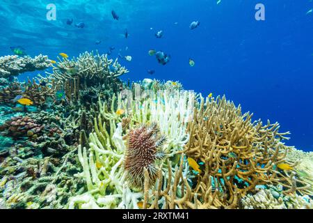 Ein erwachsener Dornenkrone-Seestern (Acanthaster planci) in den flachen Riffen vor Bangka Island, Indonesien, Südostasien, Asien Stockfoto