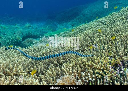 Ein erwachsener gebänderter Seekrait (Laticauda colubrina) vor der Insel Bangka, vor der nordöstlichen Spitze von Sulawesi, Indonesien, Südostasien, Asien Stockfoto