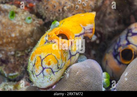 Ein goldener Meeresspritzer (Polycarpa aurata), am Riff vor der Insel Bangka, vor der nordöstlichen Spitze von Sulawesi, Indonesien, Südostasien, Asien Stockfoto
