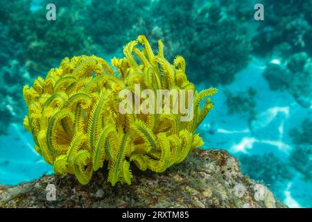 Bennetts Federstern (Oxycomanthus bennetti), in den flachen Riffen vor Bangka Island, Indonesien, Südostasien, Asien Stockfoto