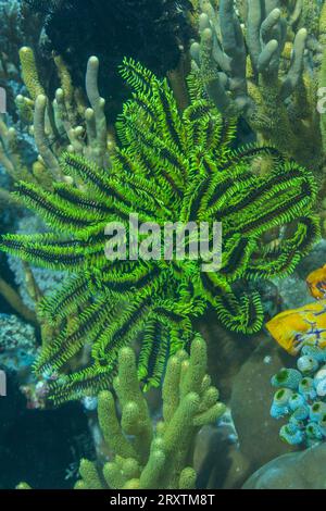 Bennetts Federstern (Oxycomanthus bennetti), in den flachen Riffen vor Bangka Island, Indonesien, Südostasien, Asien Stockfoto