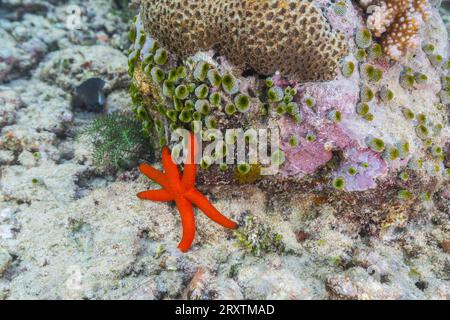 Ein erwachsener Luzon-Seestern (Echinaster luzonicus) in den flachen Riffen vor Bangka Island, Indonesien, Südostasien, Asien Stockfoto