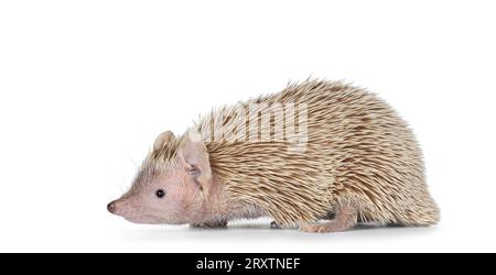 Weibliches Paar Lesser Tenrec, seitlich stehend. Isoliert auf weißem Hintergrund. Stockfoto