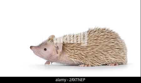 Weibliches Paar Lesser Tenrec, seitlich stehend. Kopfschnüffeln. Isoliert auf weißem Hintergrund. Stockfoto