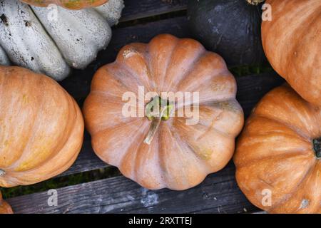 Blick von oben auf den großen orangefarbenen Kürbis „Musquee de Provence“. Auch Märchenkürbis genannt Stockfoto