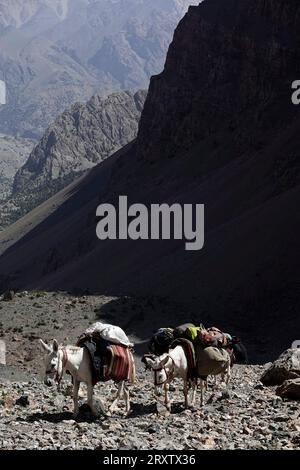 Packen Sie Tiere in die abgelegenen und spektakulären Fann-Berge, Teil des westlichen Pamir-Alay, Tadschikistan, Zentralasien, Asien Stockfoto