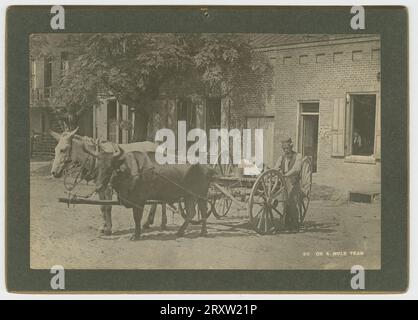 Nr. 50, Ox & Mule Team CA. 1895 Stockfoto