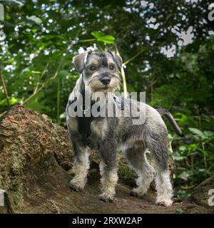 Nahaufnahme eines niedlichen kleinen Schnauzer-Hundes, der für sein Foto posiert, das draußen isoliert auf einem großen Baumstamm gemacht werden soll. Stockfoto