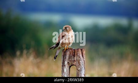 Weiblicher Turmfalke, der auf einem Zaunpfosten sitzt Stockfoto