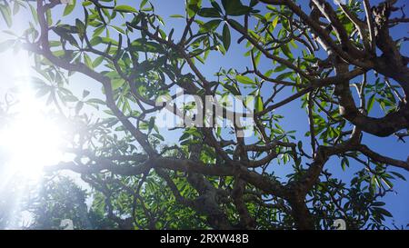 Zweige in Uluwatu Bali Indonesien Stockfoto