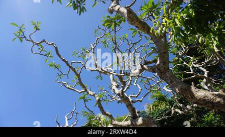 Zweige in Uluwatu Bali Indonesien Stockfoto