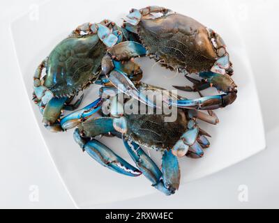 Blaue Krabbe im Gericht, Gruppe von blauen Krabben Zutaten beim Kochen. Stockfoto