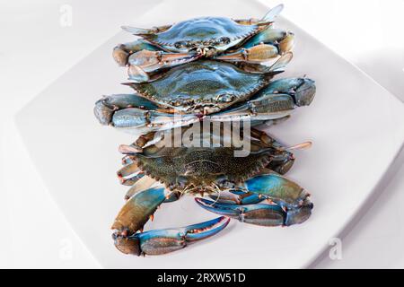 Blaue Krabbe im Gericht, Gruppe von blauen Krabben Zutaten beim Kochen. Stockfoto