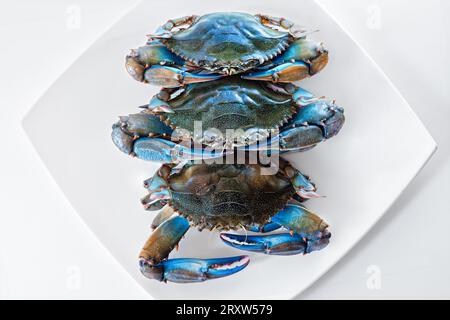 Blaue Krabbe im Gericht, Gruppe von blauen Krabben Zutaten beim Kochen. Stockfoto