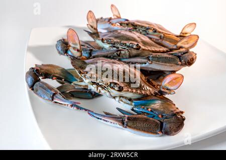 Blaue Krabbe im Gericht, Gruppe von blauen Krabben Zutaten beim Kochen. Stockfoto