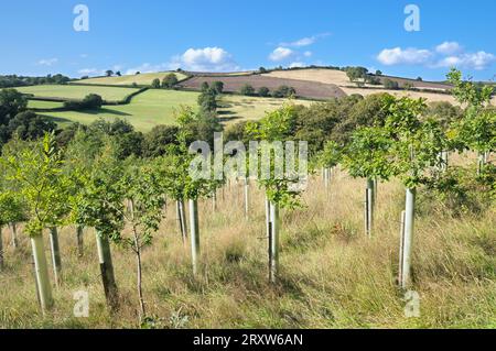 Junge Bäume oder Baumsämlinge, die mit schützenden Schutzvorrichtungen aus Kunststoff oder Tuley Tubes bepflanzt sind, werden in der englischen Landschaft angebaut. Devon, England, Großbritannien Stockfoto