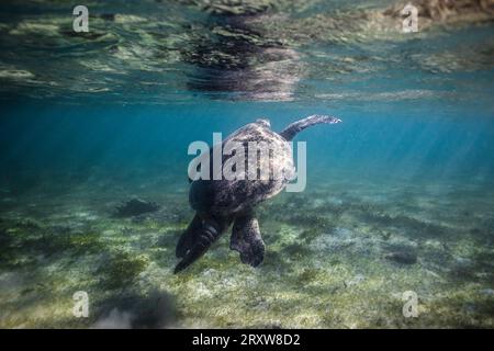 Eine große grüne Meeresschildkröte, die unter Wasser zur Wasseroberfläche schwimmt, um von hinten mit Lichtstrahlen zu atmen Stockfoto