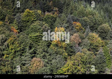 Ein gemischtes Kiefern- und Laubwald im frühen Herbst, Hamsterley Forest, Teesdale, County Durham, UK Stockfoto