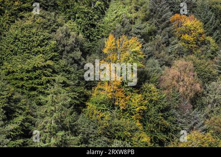 Ein gemischtes Kiefern- und Laubwald im frühen Herbst, Hamsterley Forest, Teesdale, County Durham, UK Stockfoto