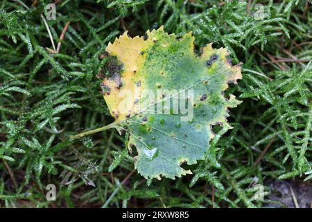 Silbernes Birkenblatt (Betula pendula) im Herbst mit Löchern, in denen Insekten wie Gallenwespen geschlüpft sind, zusammen mit Schäden durch Raupen, Teesda Stockfoto