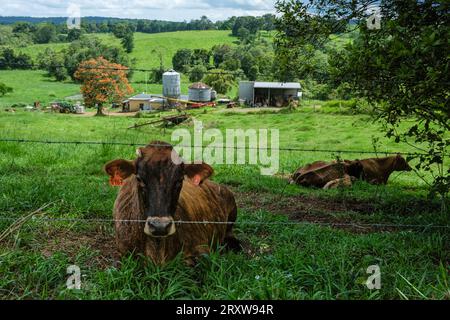 Eine Kuh auf einem Bauernhof in den Atherton Tablelands bei Mungalli, Queensland, Australien Stockfoto