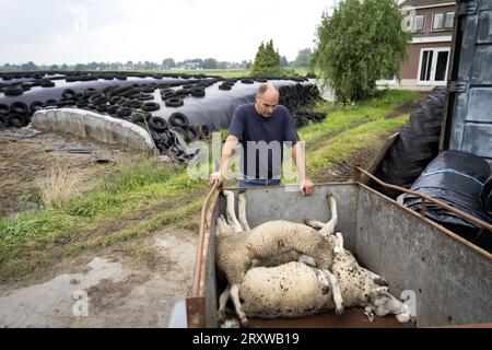 NEDERHORST DEN BERG - Ein Bauer steht neben einem Wagen mit Schafen, die an dem Blauzungenvirus gestorben sind. Die Seuche breitet sich rasch in den Niederlanden bei Wiederkäuern wie Schafen, Ziegen und Kühen aus. Etwa 10 Prozent der infizierten Tiere sterben an der Krankheit. ANP SANDER KONING niederlande aus - belgien aus Stockfoto