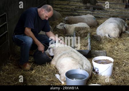 NEDERHORST DEN BERG - Ein Bauer mit seinen Schafen, die mit dem Blauzungenvirus infiziert sind. Die Seuche breitet sich rasch in den Niederlanden bei Wiederkäuern wie Schafen, Ziegen und Kühen aus. Etwa 10 Prozent der infizierten Tiere sterben an der Krankheit. ANP SANDER KONING niederlande aus - belgien aus Stockfoto