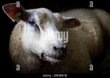 NEDERHORST DEN BERG - Ein mit dem Blauzungenvirus infiziertes Schaf. Die Seuche breitet sich rasch in den Niederlanden bei Wiederkäuern wie Schafen, Ziegen und Kühen aus. Etwa 10 Prozent der infizierten Tiere sterben an der Krankheit. ANP SANDER KONING niederlande aus - belgien aus Stockfoto