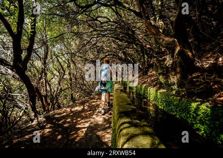 Blick auf eine Wanderer, die entlang einer Levada, einem typischen Wasserkanal, in einem Baumtunnel spaziert, der Wald bildet, Levada das 25 Fontes, Madeira, Portugal Stockfoto