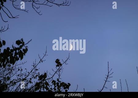 Der Mond scheint durch die Äste der Bäume und erzeugt eine geheimnisvolle und romantische Stimmung. Stockfoto