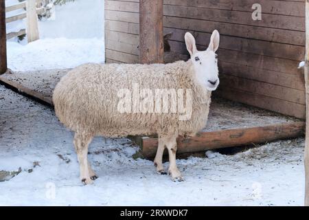 Weiße Schafe mit lustigen Ohren stehen auf weißem Hintergrund. Wintertag auf der Weide. Lamm- und Schafzucht. Auf Dem Land. Stockfoto