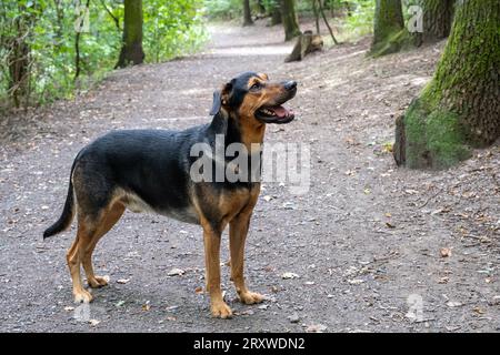 Gemischte Rasse, die im Wald steht, Hund auf dem Weg Stockfoto