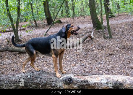 Mischrasse im Wald, Hund trainiert im Waldpark Stockfoto