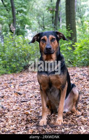 Gemischte Rasse im Wald, Hund sitzt im Wald Stockfoto