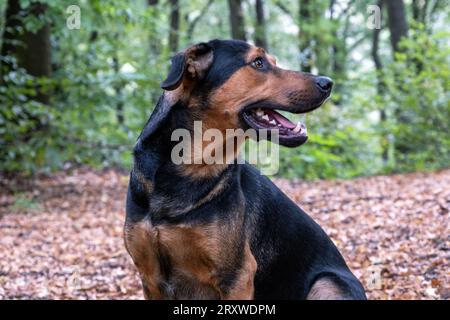 Gemischte Rasse im Wald, Hundeporträt im Wald Stockfoto