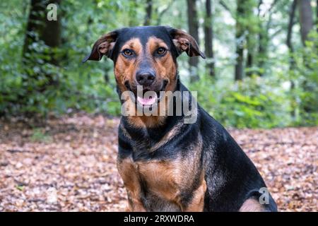 Gemischte Rasse im Wald, Hundeporträt im Wald Stockfoto