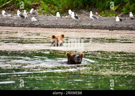 grizzlybären, die sich auf Lachse im Kurilen See, Kamchtka, Russland, stürzen Stockfoto