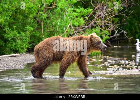 grizzlybären, die sich auf Lachse im Kurilen See, Kamchtka, Russland, stürzen Stockfoto