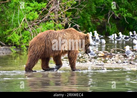 grizzlybären, die sich auf Lachse im Kurilen See, Kamchtka, Russland, stürzen Stockfoto