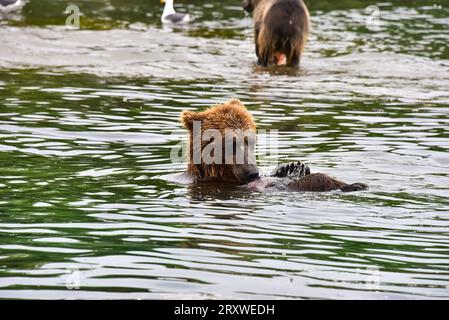 Grizzlybären-Schlemmen auf Lachsen im Kurilen See, Kamtschatka, Russland Stockfoto