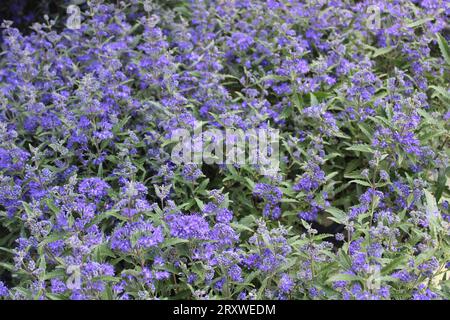 Blühender blaubart im Garten Stockfoto