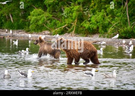 grizzlybären, die sich auf Lachse im Kurilen See, Kamtschatka, Russland, stürzen Stockfoto