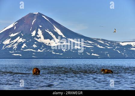 Grizzly Bears chillin' in Kurile Lake bewundert einen Vulkan, Kamtschatka, Russland Stockfoto