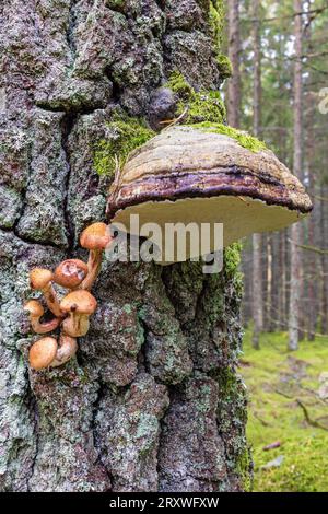 Honigpilz und Konkraut auf einem Baumstamm im Wald Stockfoto