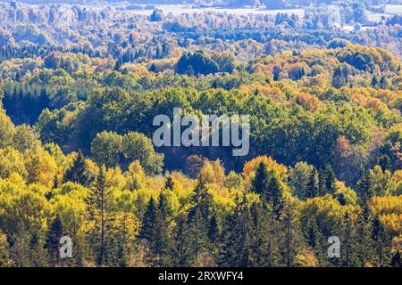 Vogelperspektive auf eine Waldlandschaft in Herbstfarben Stockfoto
