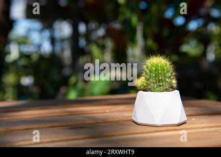 Kakteen (Echinopsis calochlora) im Zementtopf auf Holzboden. Stockfoto